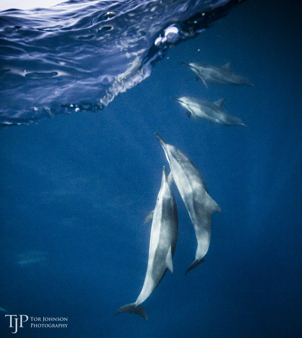 Light snacks will be provided. Snorkel Tours Kona Style