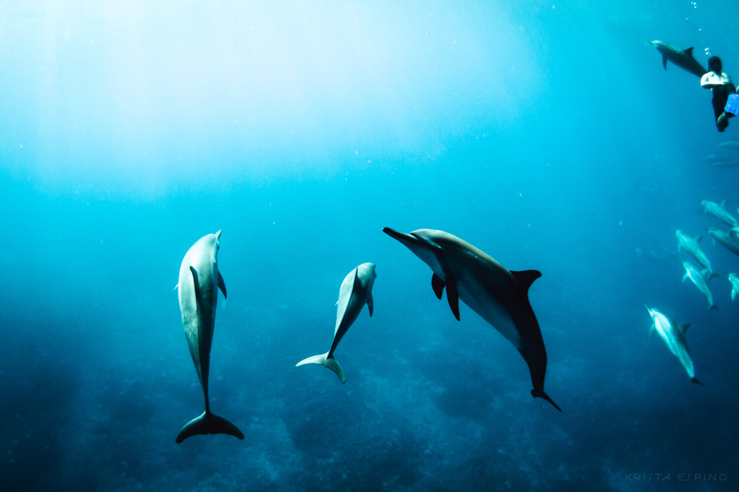 Picture We also offer the manta ray night snorkel and other . Kona Dolphins Krista Espino Fine Art Photography