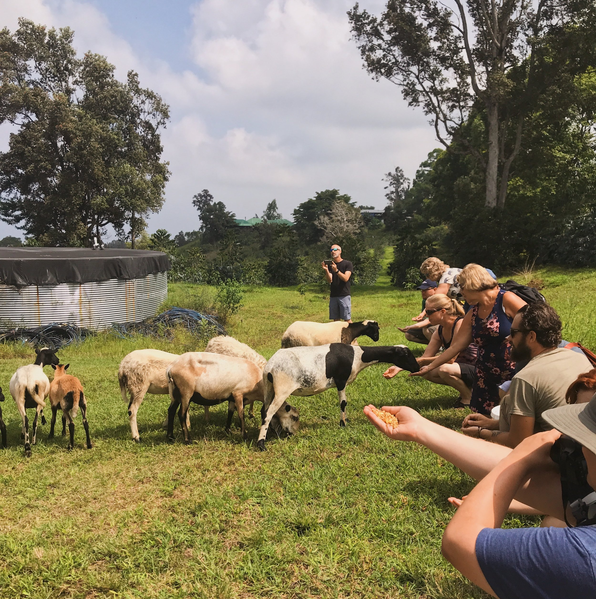 Greenwell farms · best views: Tours Tastings Sunshower Farms Kona Coffee Farm And Event Venue