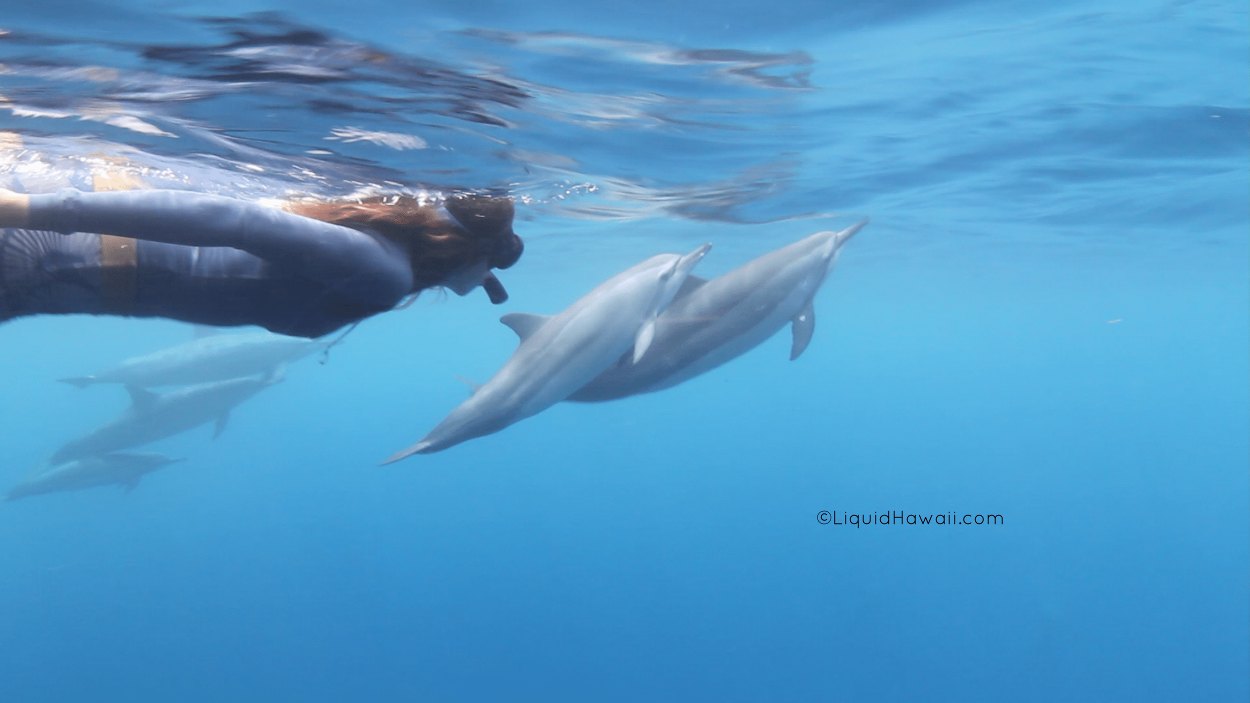 With years of experience boating, snorkeling, fishing and seeking marine creatures in the kona region, we are proud to offer the best marine wildlife encounters in the area. Blog Dolphin Swim Kona Adventure Manta Ray Night Snorkel Adventure Best Dolphin Snorkel Tours Hawaii Best Manta Ray Night Snorkel Tour