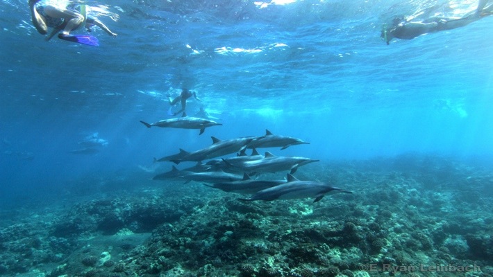 5.0 star rating · sea quest hawaii. Dolphin Viewing And Reef Snorkel Tour Best Dolphin Snorkel Tours Hawaii Best Manta Ray Night Snorkel Tour