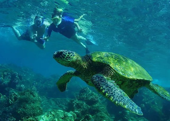 Snorkel with wild dolphins, reef snorkeling, whale watching & snorkel with manta rays. Circle Island Snorkeling Tour Aloha Hawaii Tours Oahu