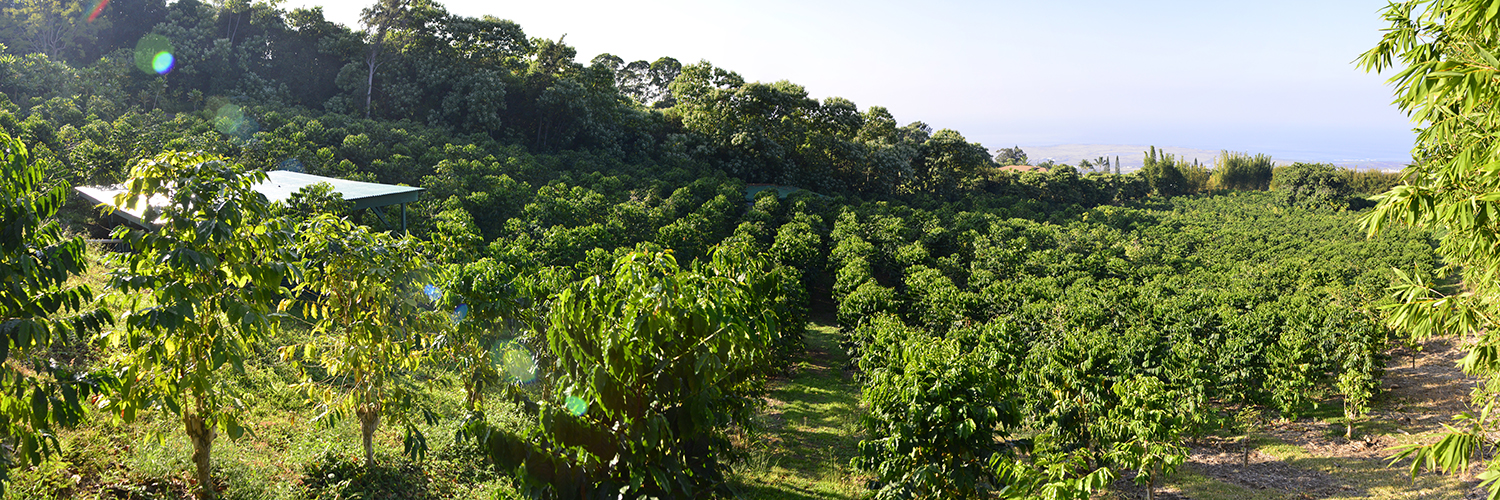 This is the home of kona coffee: Karmasu Coffee Estate Farm Karmasu Kona Coffee