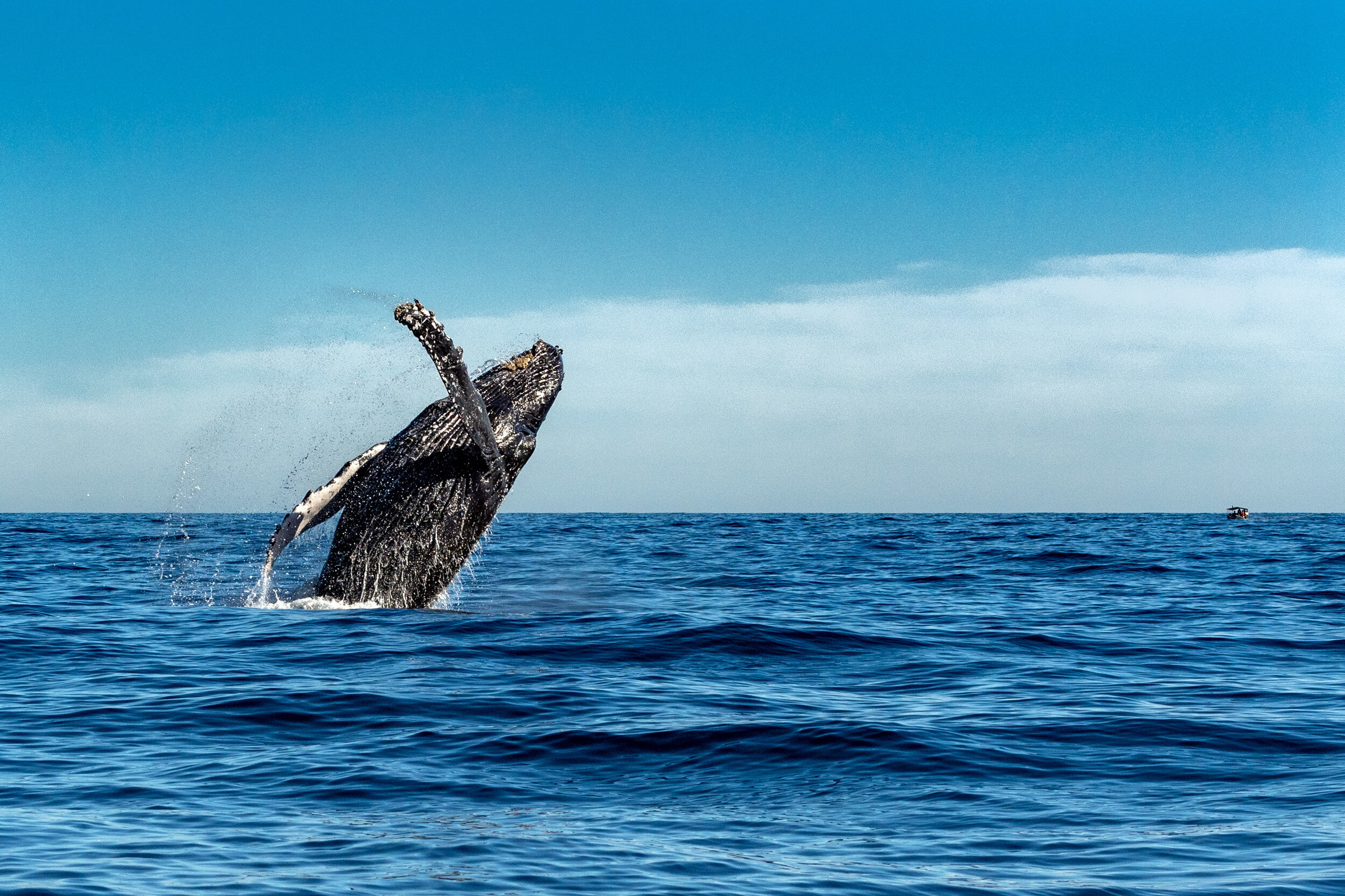 Whale watching on the big island. Where To See Whales In Kona My Hawaii Hostel