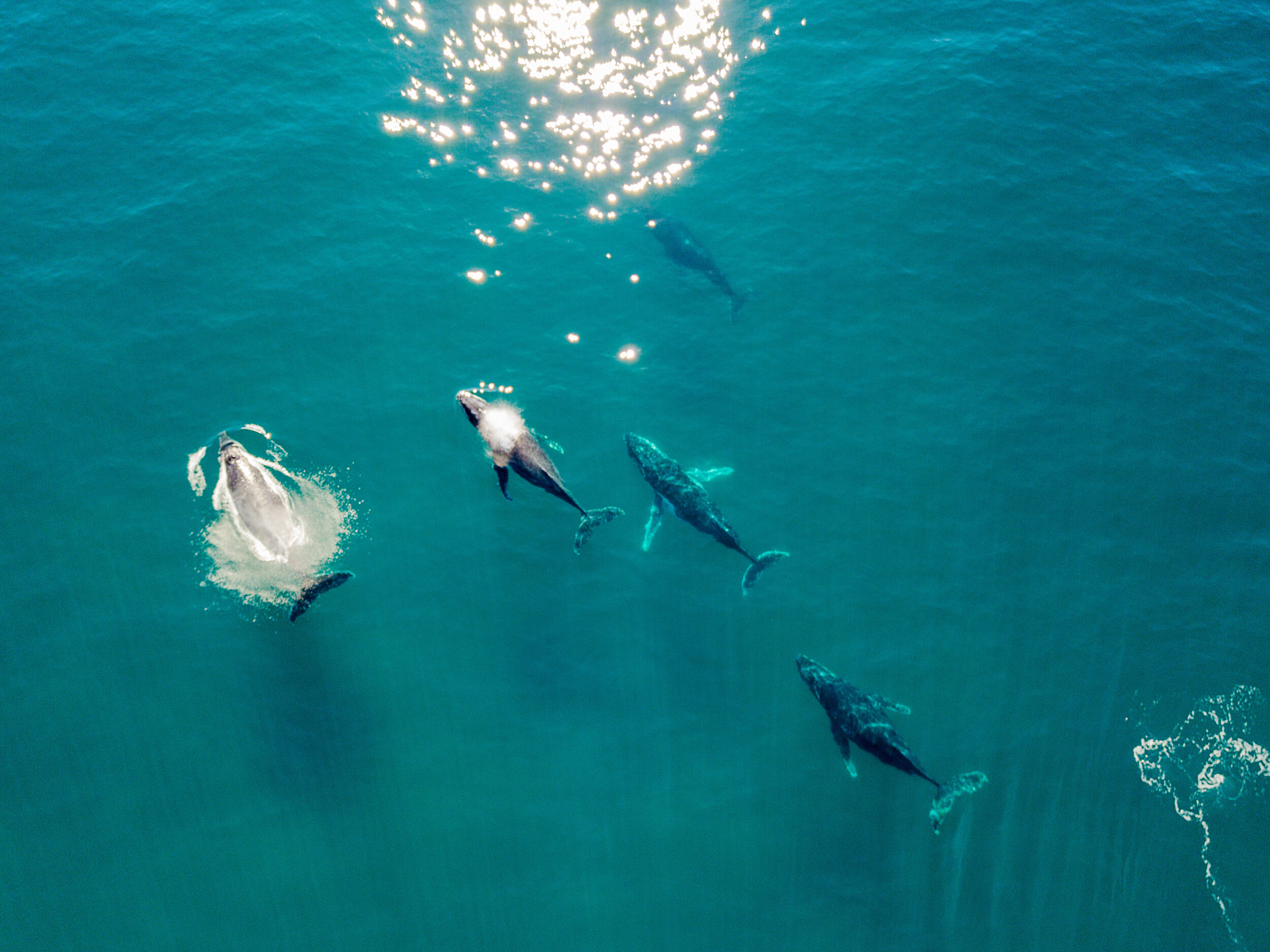 Join us on a big island adventure. Where To See Whales In Kona My Hawaii Hostel