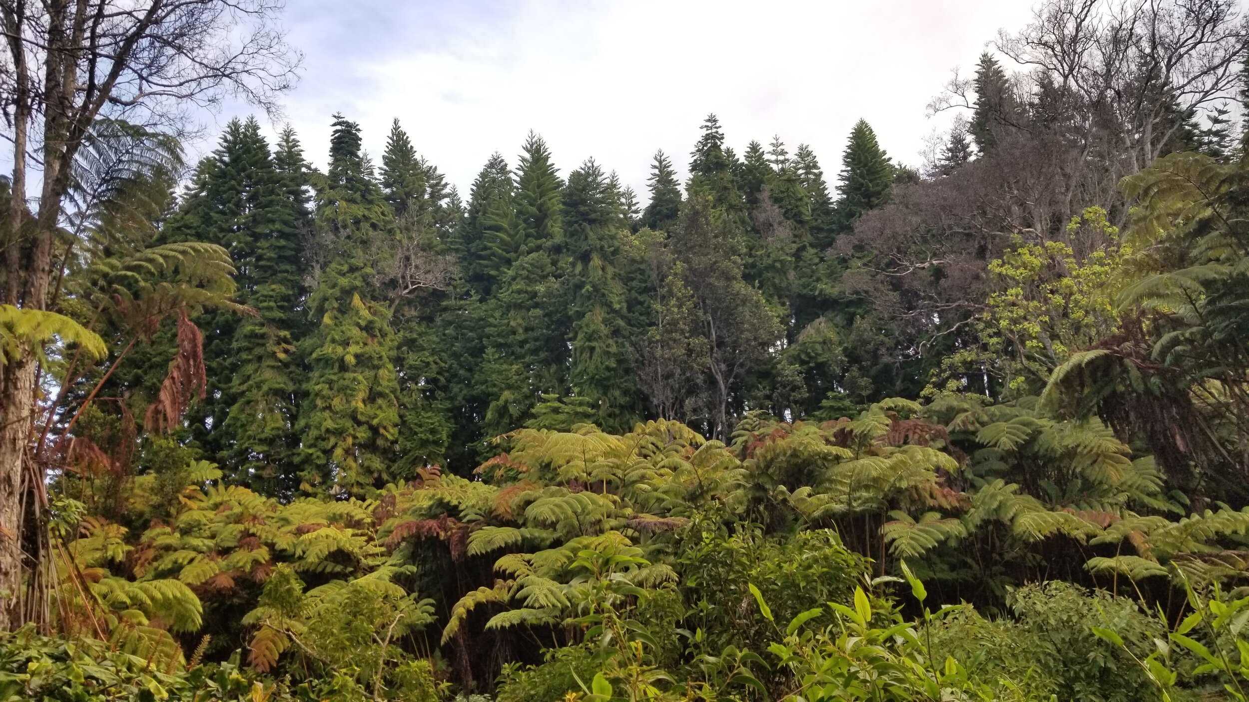 Their farm tours are amazing as they explain the history of . Hawaii Forest Farms