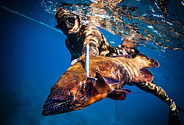 Have you ever wondered what is on the inside of your computer? Hawaii Spearfishing Guide Maui Kona Big Island Lessons