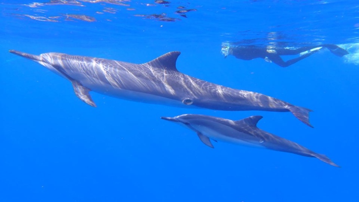 Learn to spot the deals and avoid the travel scams. Dolphin Viewing And Reef Snorkel Tour Best Dolphin Snorkel Tours Hawaii Best Manta Ray Night Snorkel Tour