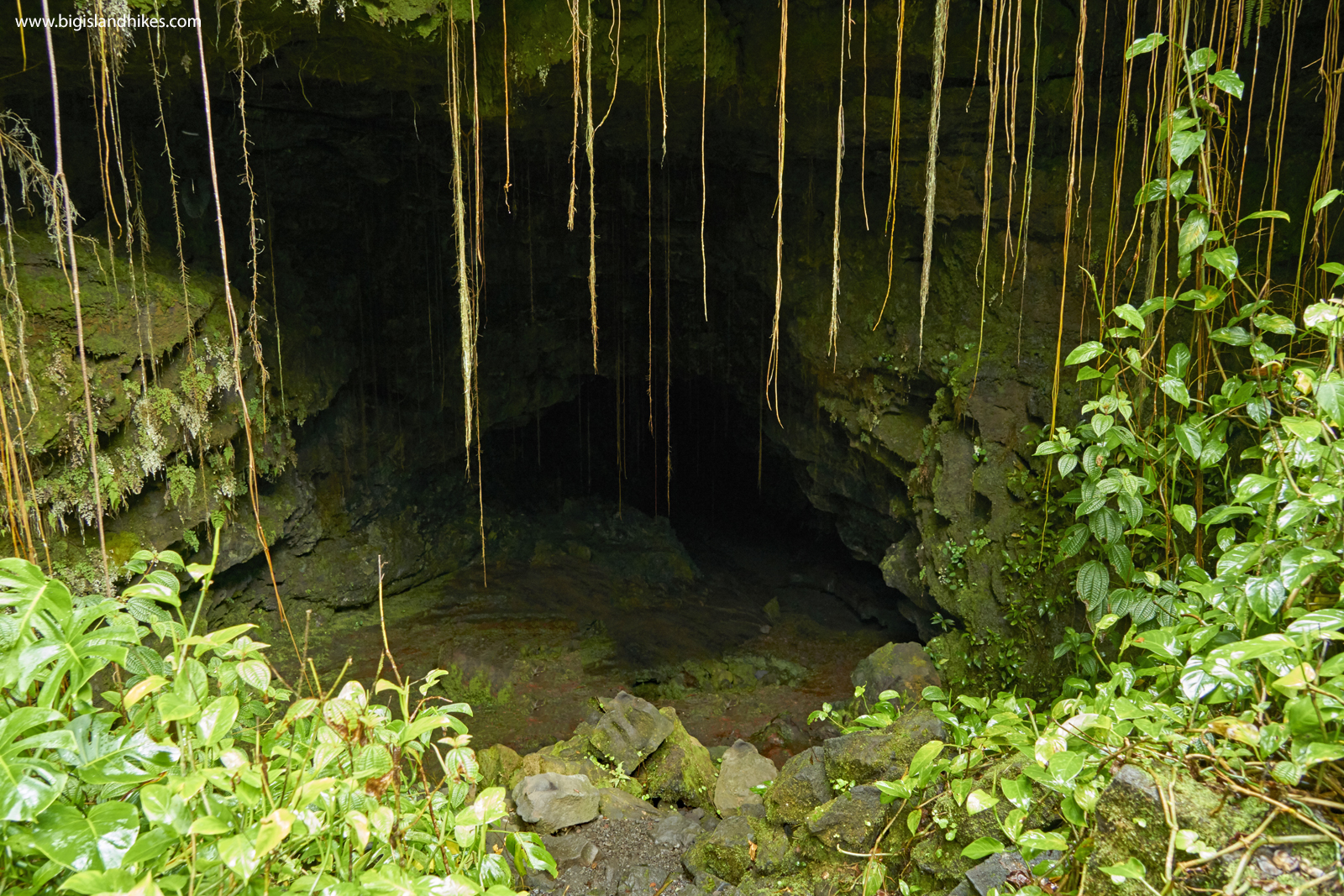 The big island of hawai'i is a dynamic land, where you can find a lava tube on the edge of the island's main city. Kaumana Caves State Park Big Island Hikes
