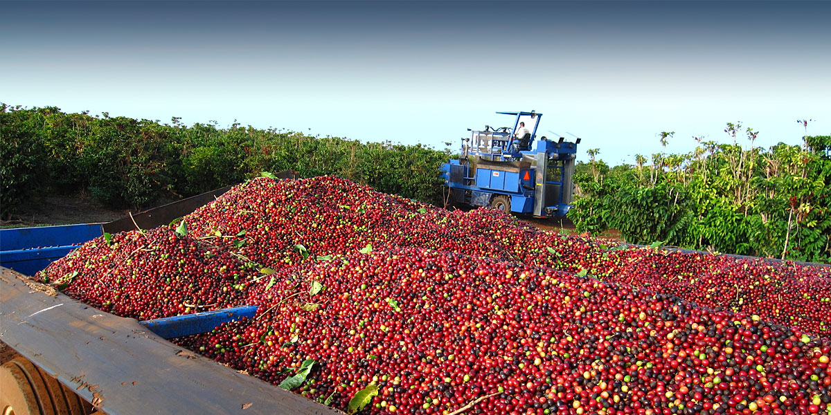 His knowledge of hawaii history, plus the extra stories he told on the trip made this way more than a tour of pearl harbor. Ka Anapali Coffee Farms Real Estate Lots In Maui Hawaii