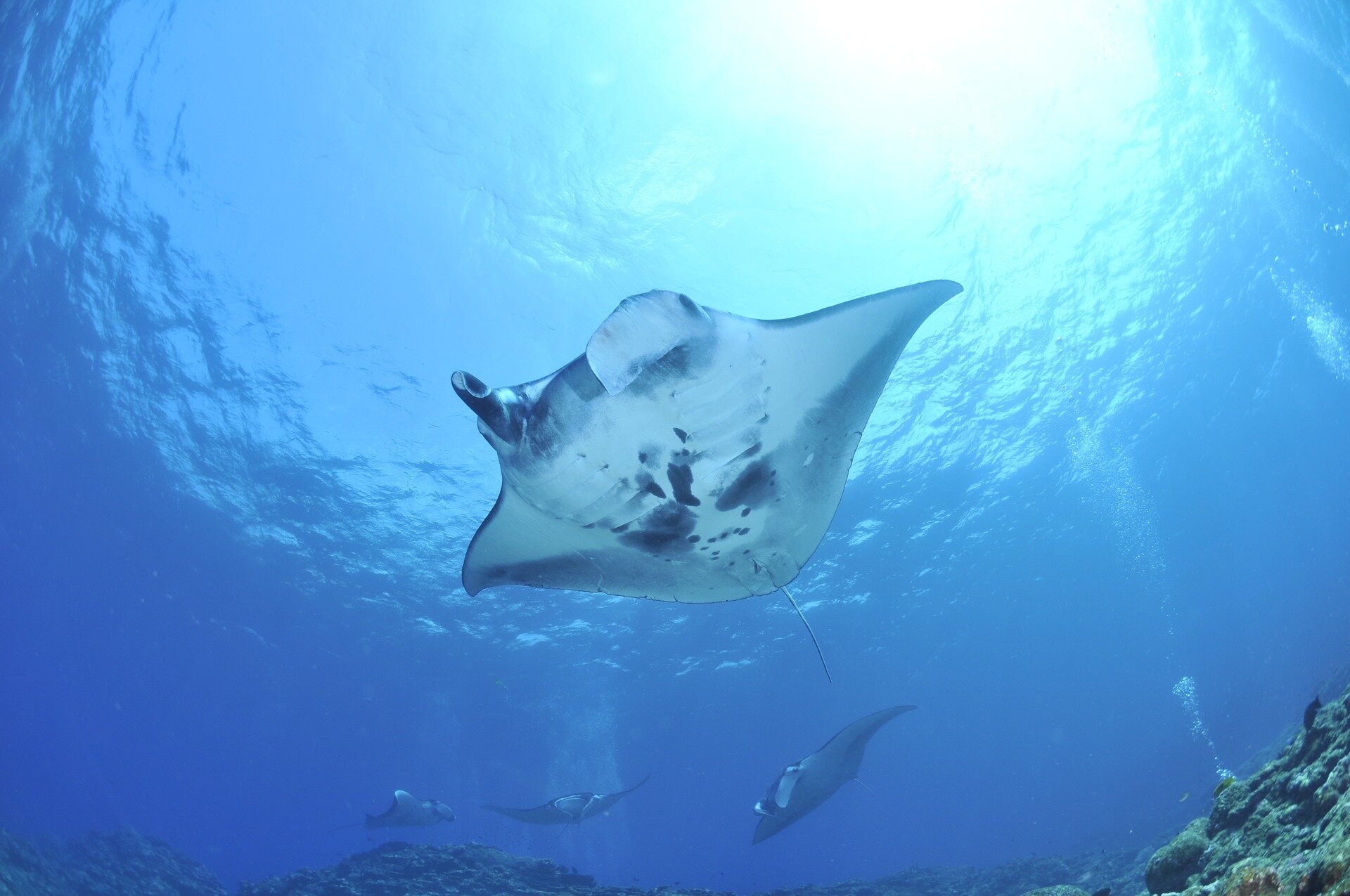 Popular big island manta ray night snorkeling / diving tours ; Is There A Manta Ray Season In Hawaii Kona Style