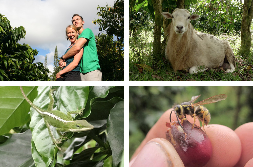 Are you ready to design your small farm right from the beginning? Big Island Small Operation Big Island Coffee Roasters Their Rich Story Mana Foods