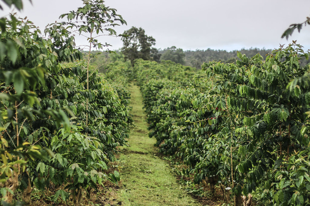 Pietropazzi / getty images a short flight from new zealand, the 15 main islands of. Farm Kona Coffee And Tea Company