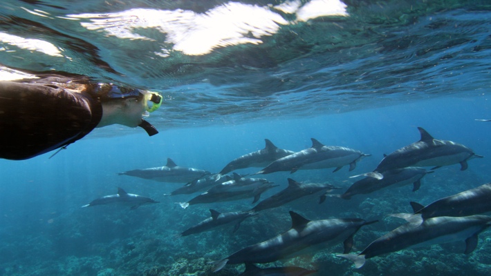 Learn about the 10 best beaches on hawaii island (also known as the big island), including where they are located, why they are special, what to see and do at each one, and tips for visiting. Best Dolphin Snorkel Tours On The Big Island Of Hawaii Dolphin Swim Hawaii Puako Best Night Manta Ray Snorkel Manta Ray Dive Dolphin Swim Whales