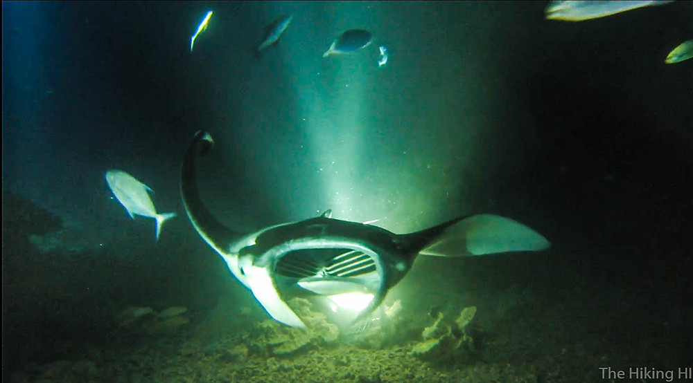 The best way to experience manta rays on kona is at night. Manta Ray Night Dive The Big Island