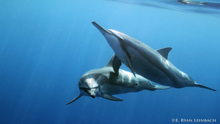 We may earn commission on some of the items you choose to buy. Best Dolphin Snorkel Tours On The Big Island Of Hawaii Dolphin Swim Hawaii Puako Best Night Manta Ray Snorkel Manta Ray Dive Dolphin Swim Whales