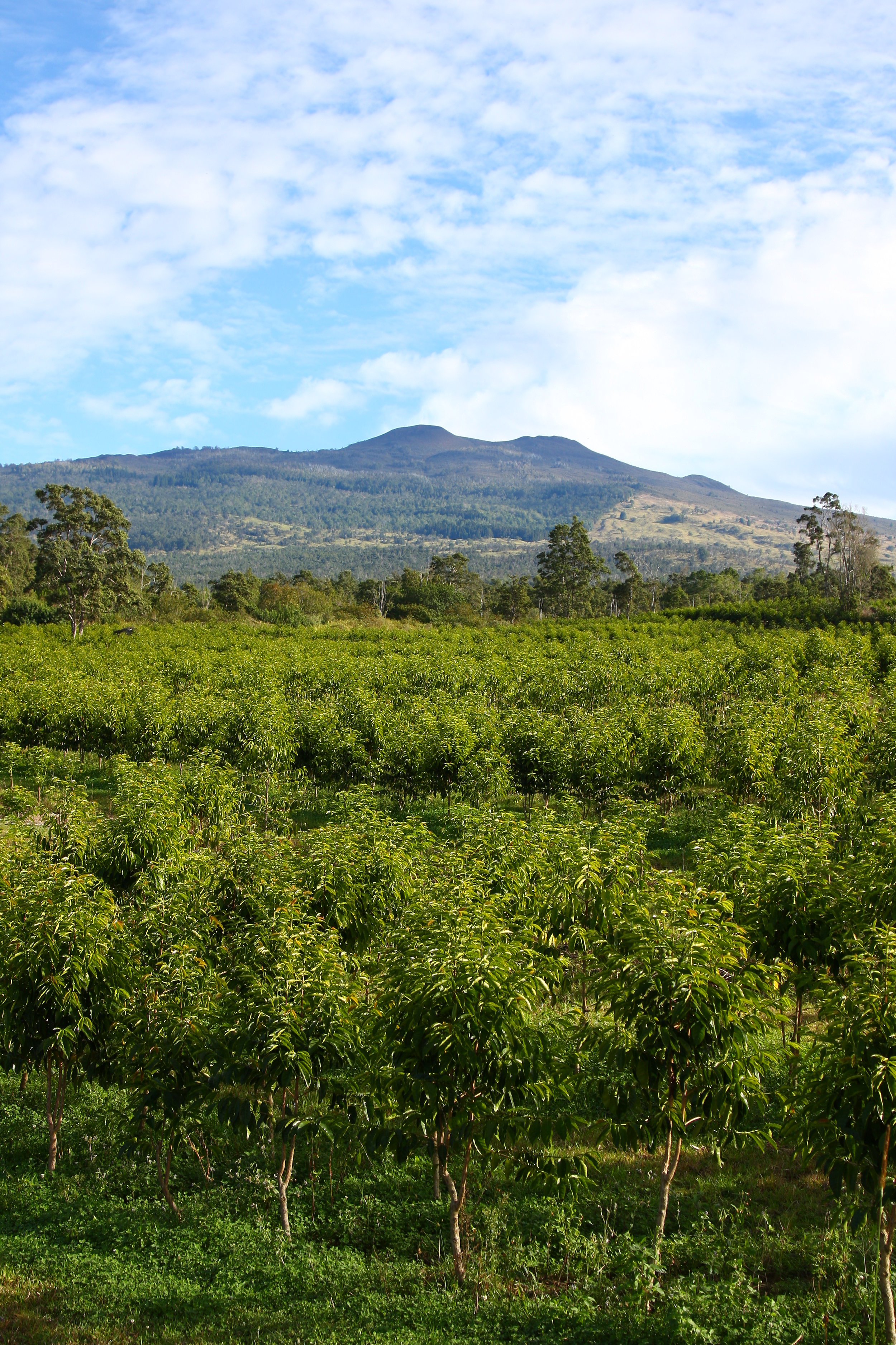 Kope lani coffee · 4. What Is 100 Kona Coffee Kona Coffee And Tea Company