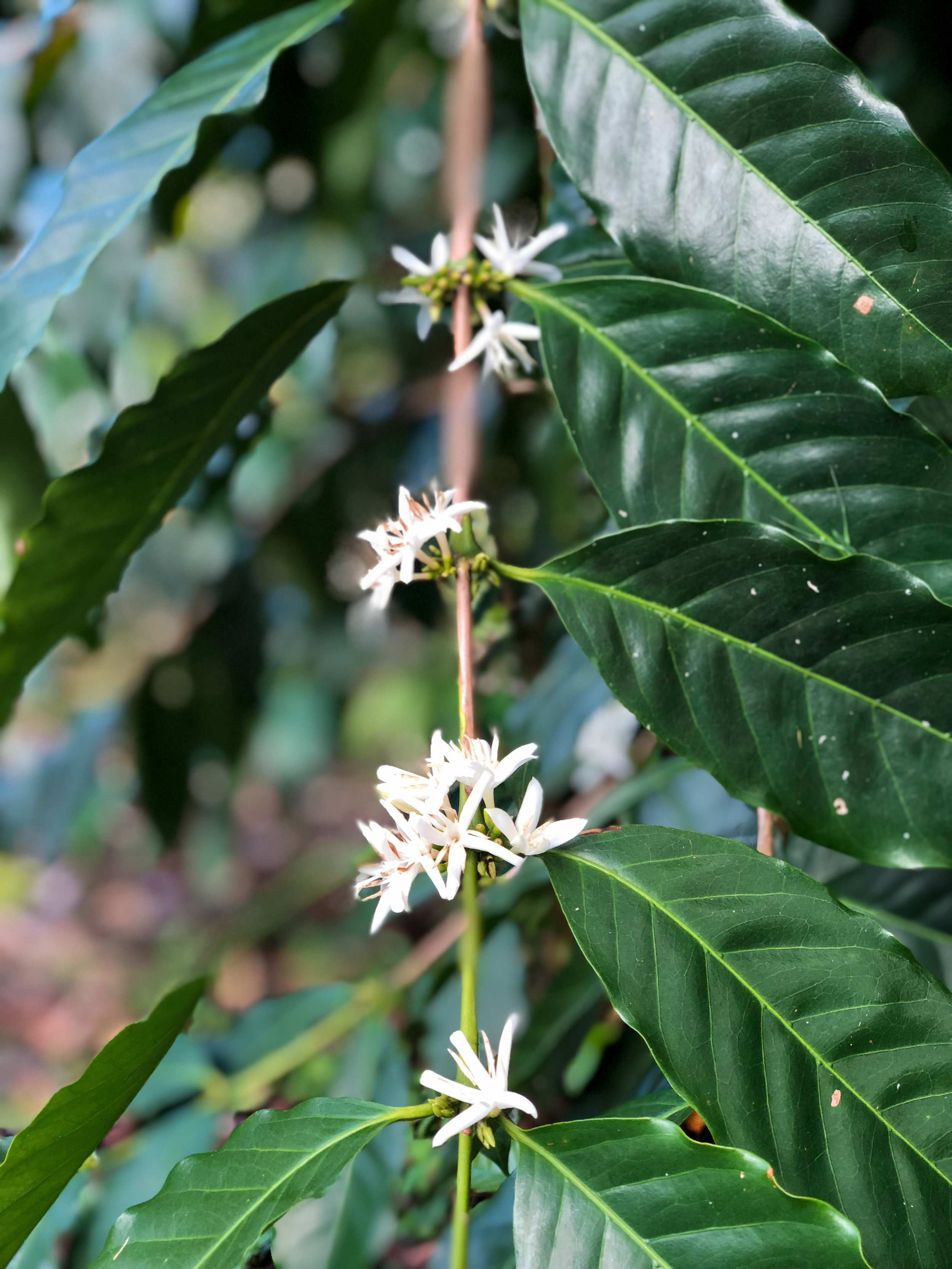 Heavenly hawaiian kona coffee farm: Farm Kona Coffee And Tea Company