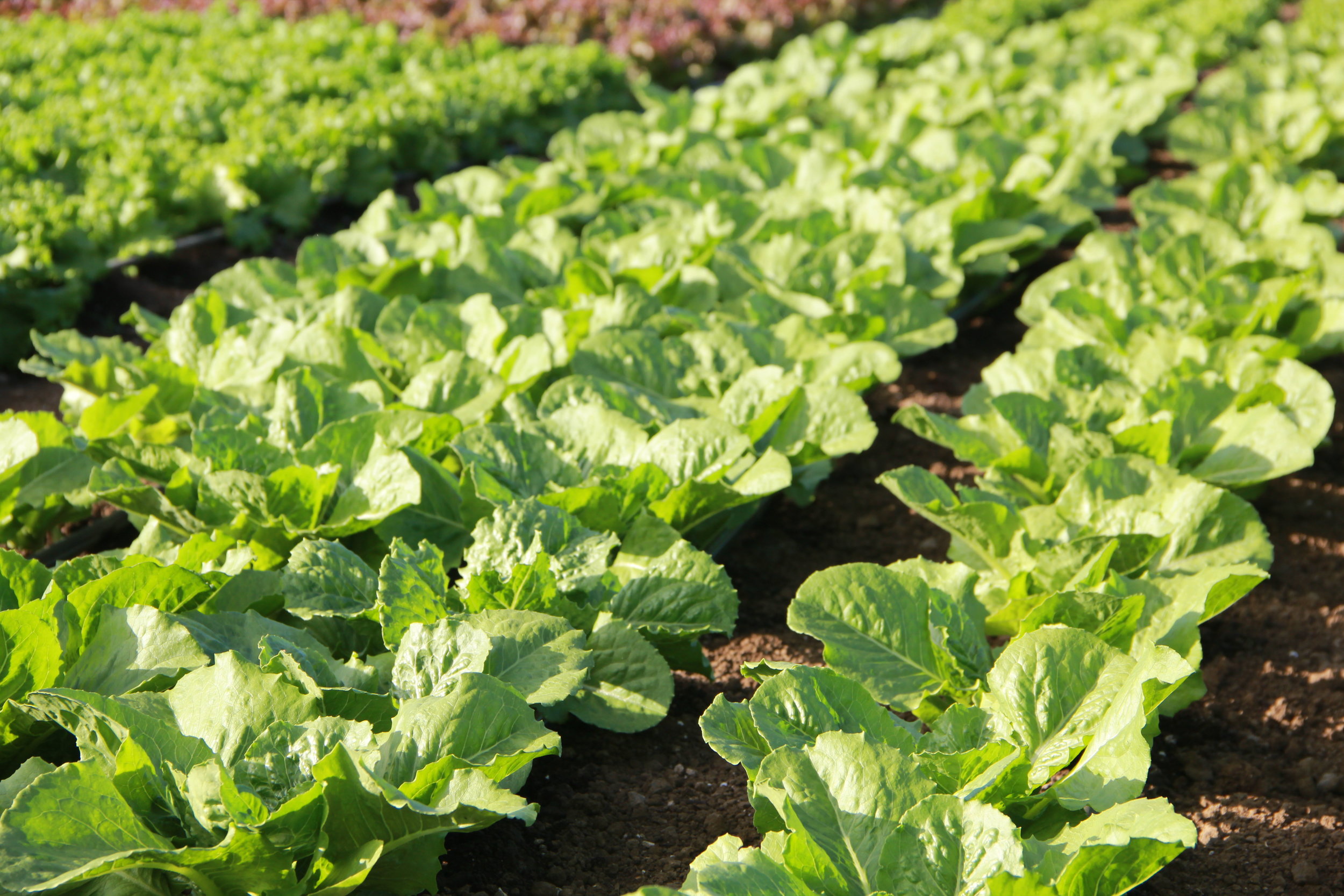 If so, where do you start looking? Keala Ola Farm