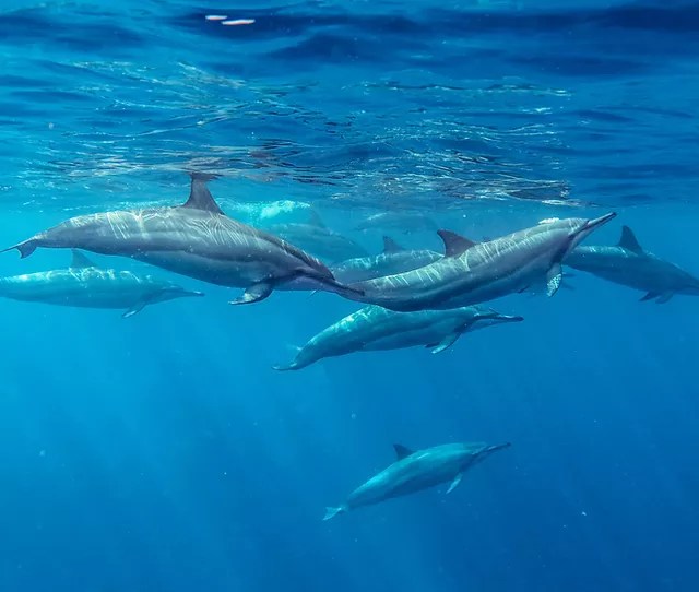 Near ko olina catamaran dolphin snorkel sailing, whale watch hawaii, marriott ko olina, four seasons oahu, aulani disney resort, waikiki and kona. Yss1hmqgv4amdm