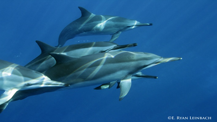 Beachside fun off the coast of florida. Best Dolphin Snorkel Tours On The Big Island Of Hawaii Dolphin Swim Hawaii Puako Best Night Manta Ray Snorkel Manta Ray Dive Dolphin Swim Whales