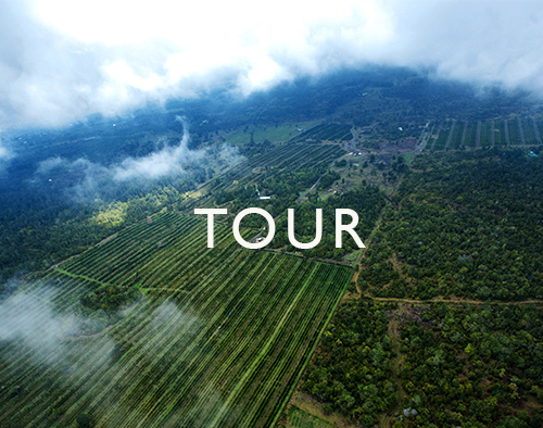Include an 8 minute video and self guided walking tour. 100 Kona Coffee Tour Kona Coffee And Tea Company