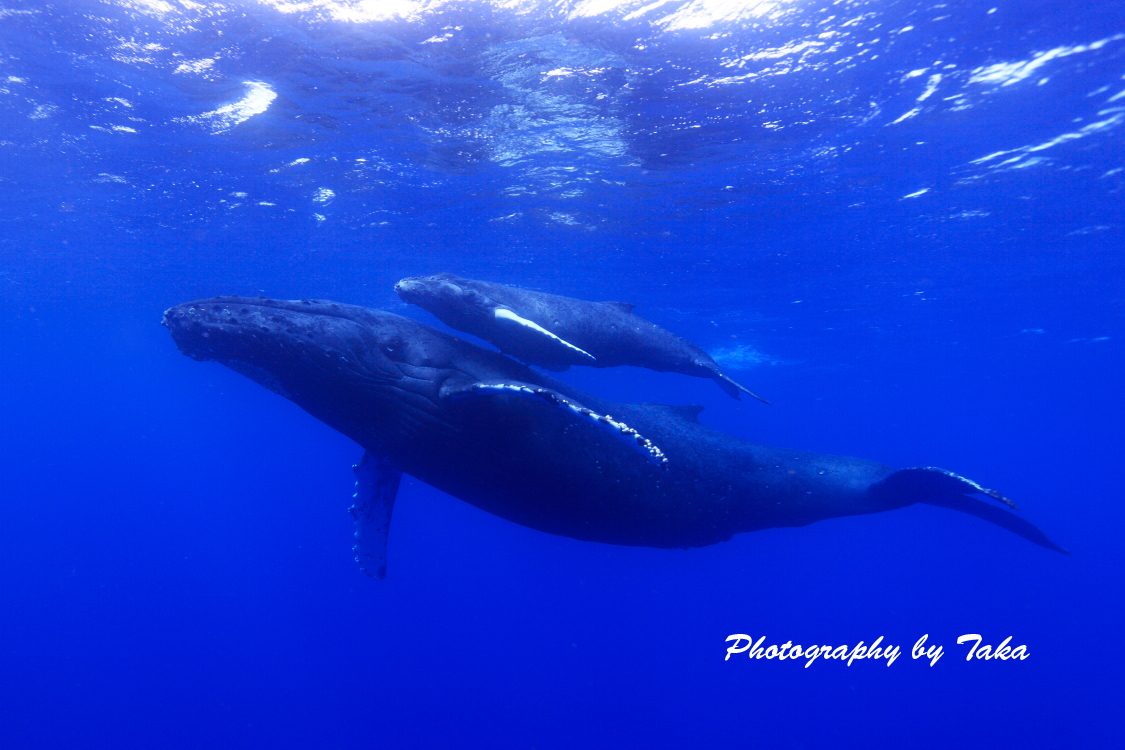 Whale watching from kona has never been better. Whale Watching Tour Best Dolphin Snorkel Tours Hawaii Best Manta Ray Night Snorkel Tour