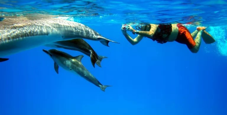 Marvin ebanks, who is the 'granddaddy' and founder of snorkel trips to … Swim With Dolphins Hawaii Swim With Dolphins