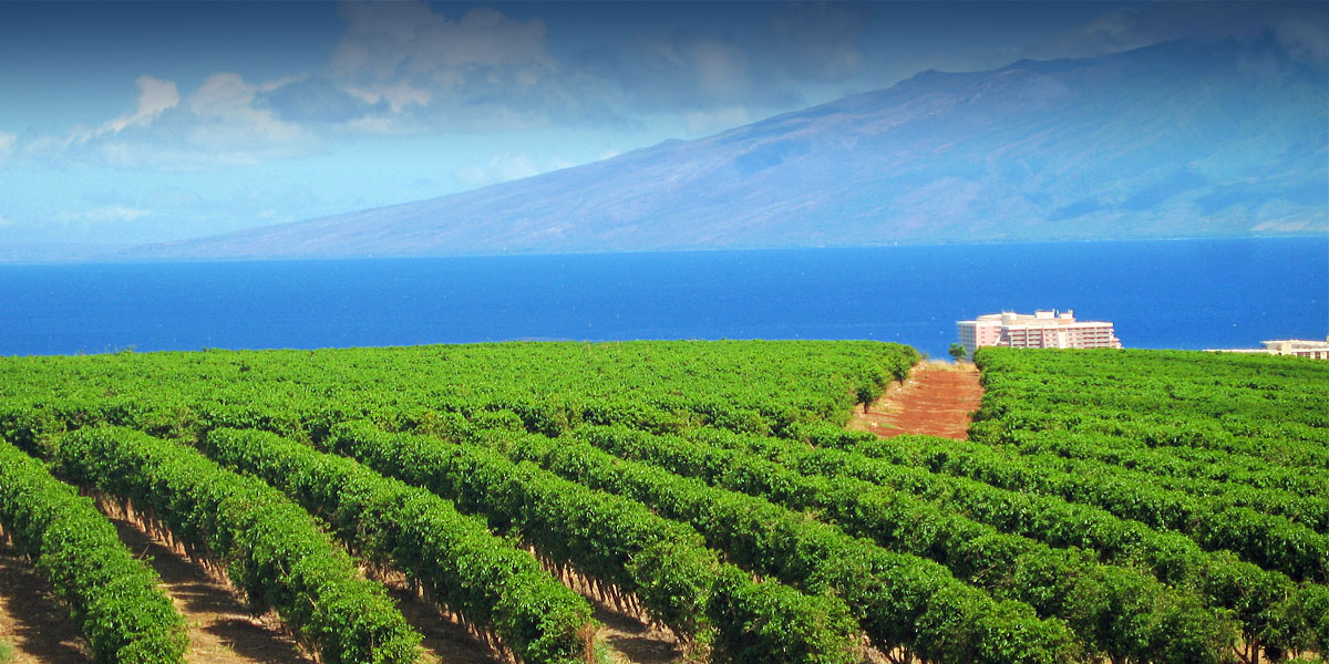 The big island of hawaii · hula daddy kona coffee in holualoa provides orchard and roasting room tours to small and large groups 7 days of the week. Ka Anapali Coffee Farms Real Estate Lots In Maui Hawaii
