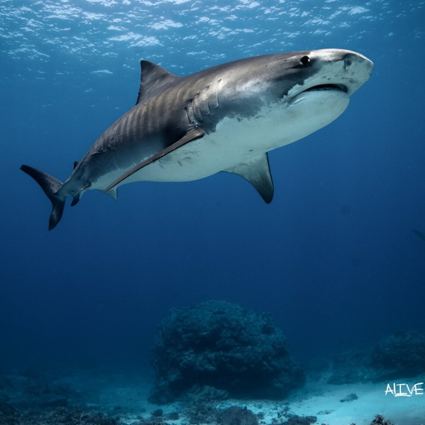 Described as the island where time stands still, the forbidden island of niihau is one of the most intriguing places you're not allowed to visit. Kona Diving Ecoadventures