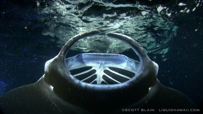 This nighttime snorkel adventure may be the most exciting journey you and your family will . Night Manta Ray Snorkel Big Island Hawaii Liquid Hawaii