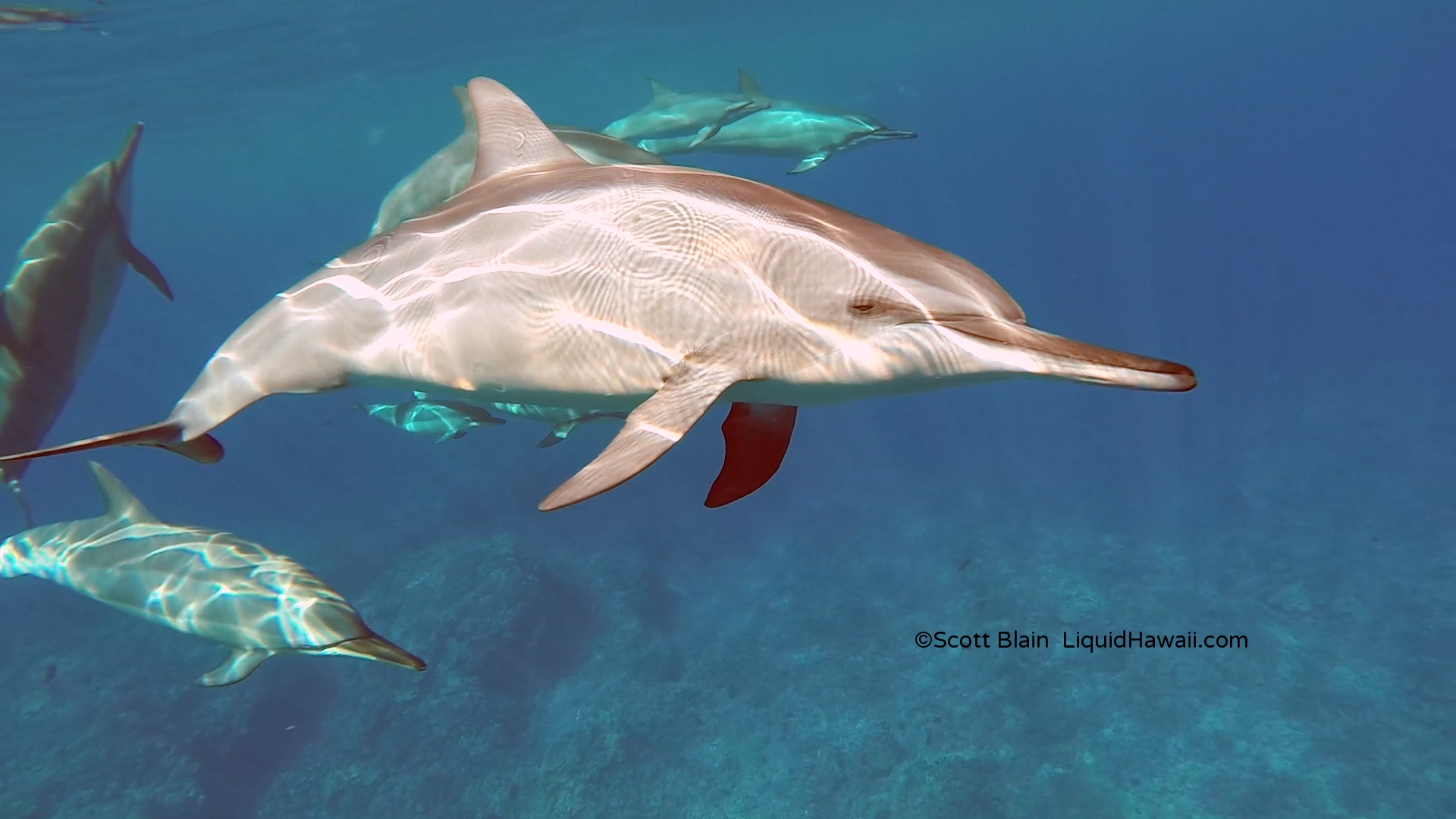 Popular big island swimming with dolphin tours. Best Dolphin Snorkel Tours On The Big Island Of Hawaii Dolphin Swim Hawaii Puako Best Night Manta Ray Snorkel Manta Ray Dive Dolphin Swim Whales