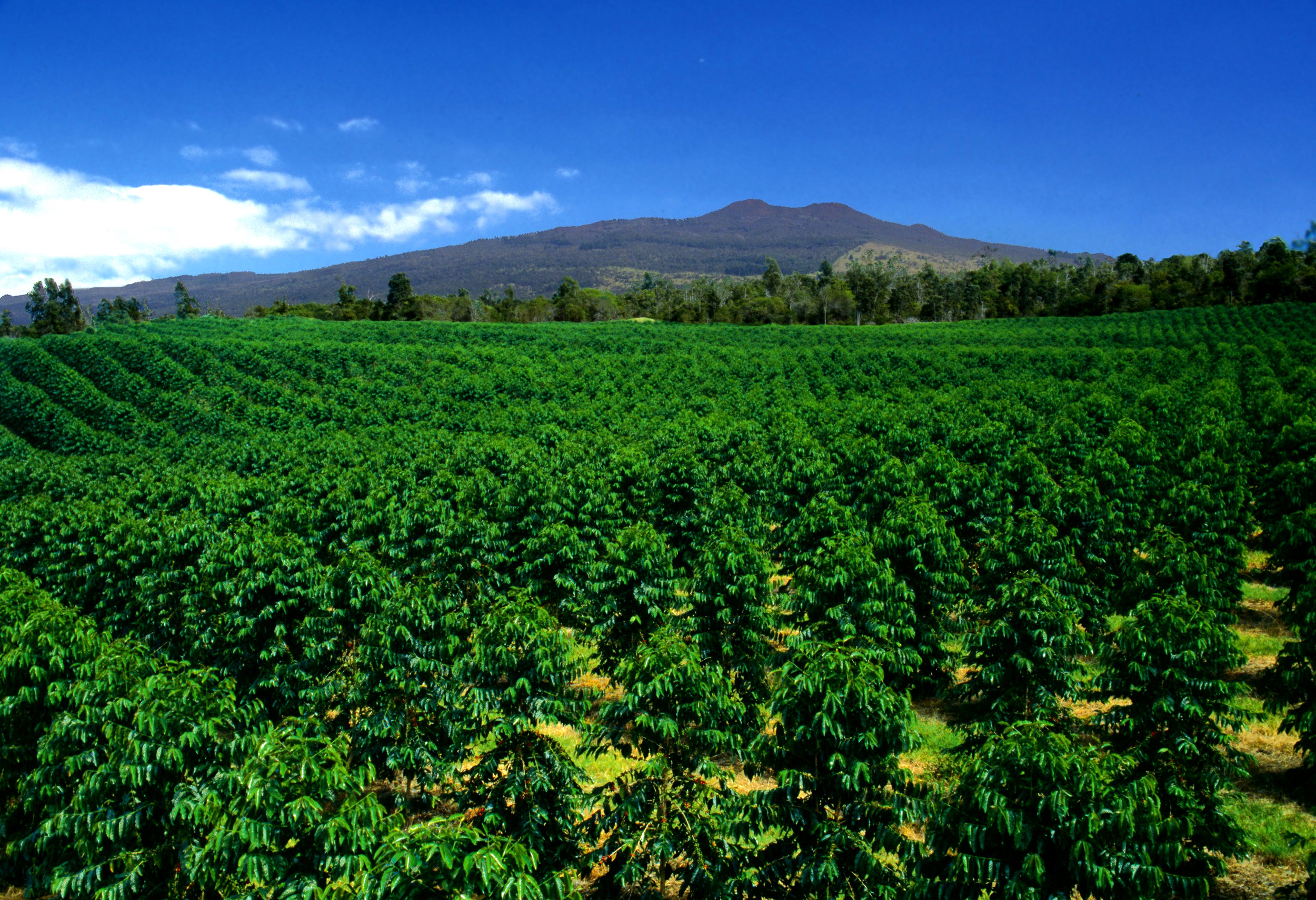 One of the first farms on this route is the mountain thunder kona coffee plantation. Farm Kona Coffee And Tea Company