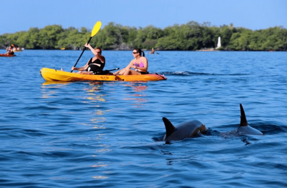 Bay side adventures in captain cook, hi offers a range of water adventures that your entire family will surely love. Kayak Sup Rental In Kealakekua Bay