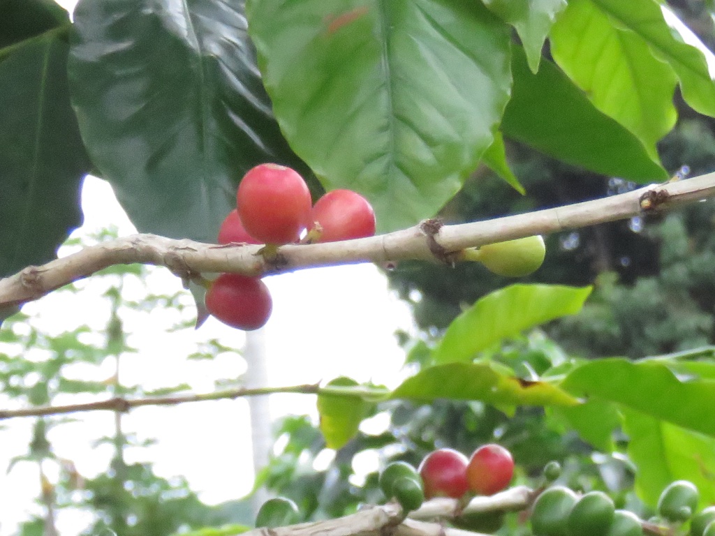 20% of the world's kona coffee is processed on this 70 acre coffee plantation. Mae S Food Blog Kona Coffee From Greenwell Farms