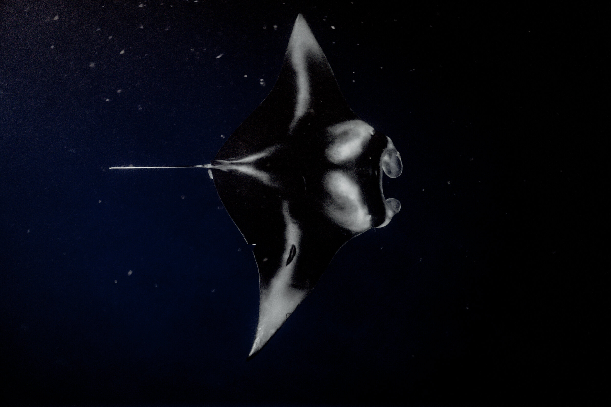 Manta ray snorkeling in kona, big island hawaii · anelakai adventures. Manta Ray Snorkel Kona Big Island Manta Tours Kona Style