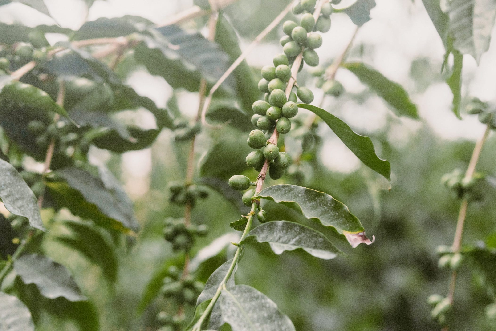 From consulting with a realtor to conducting your own search, here are some options available to you. Sunshower Farms Kona Coffee Farm And Event Venue