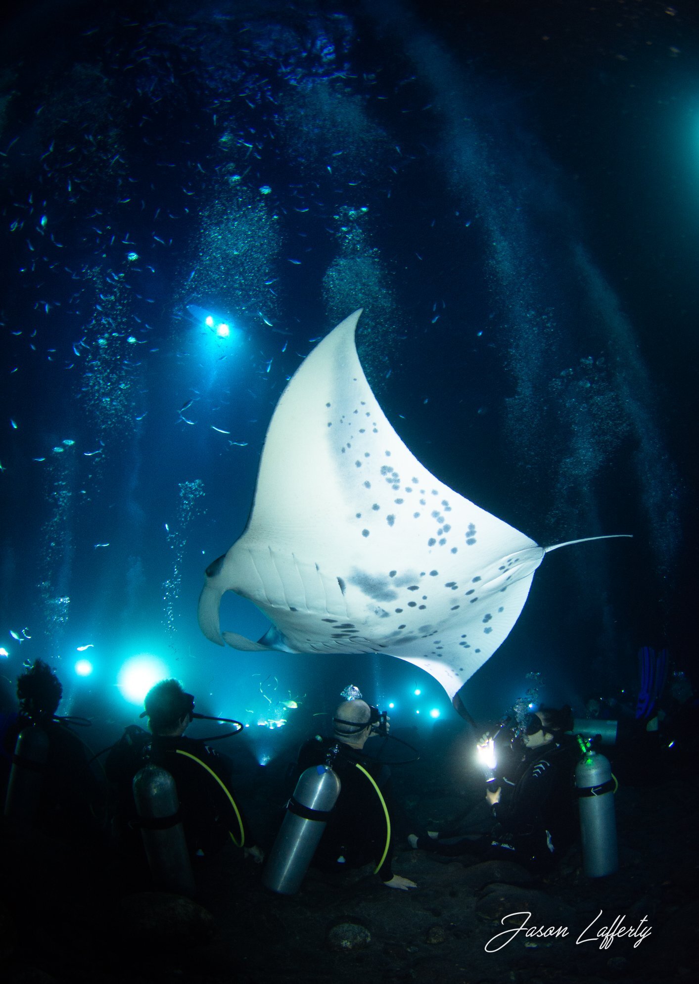 5.0 star rating · kona diving . Manta Ray Dives Of Hawaii