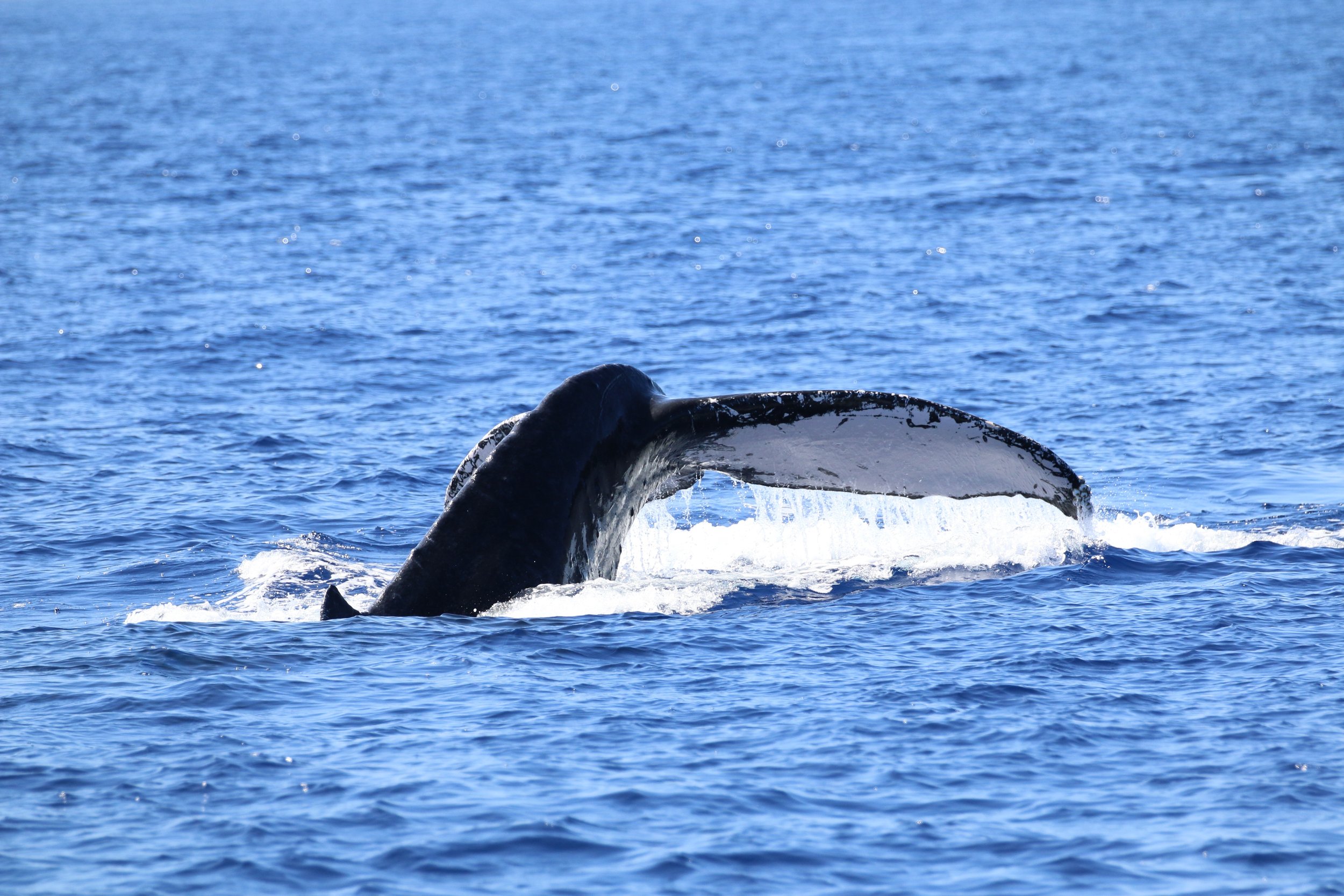 We offer the best whale watching experience in kona, hawaii. Hawaiian Adventures World Class Kona Whale Watch And Snorkeling Tours