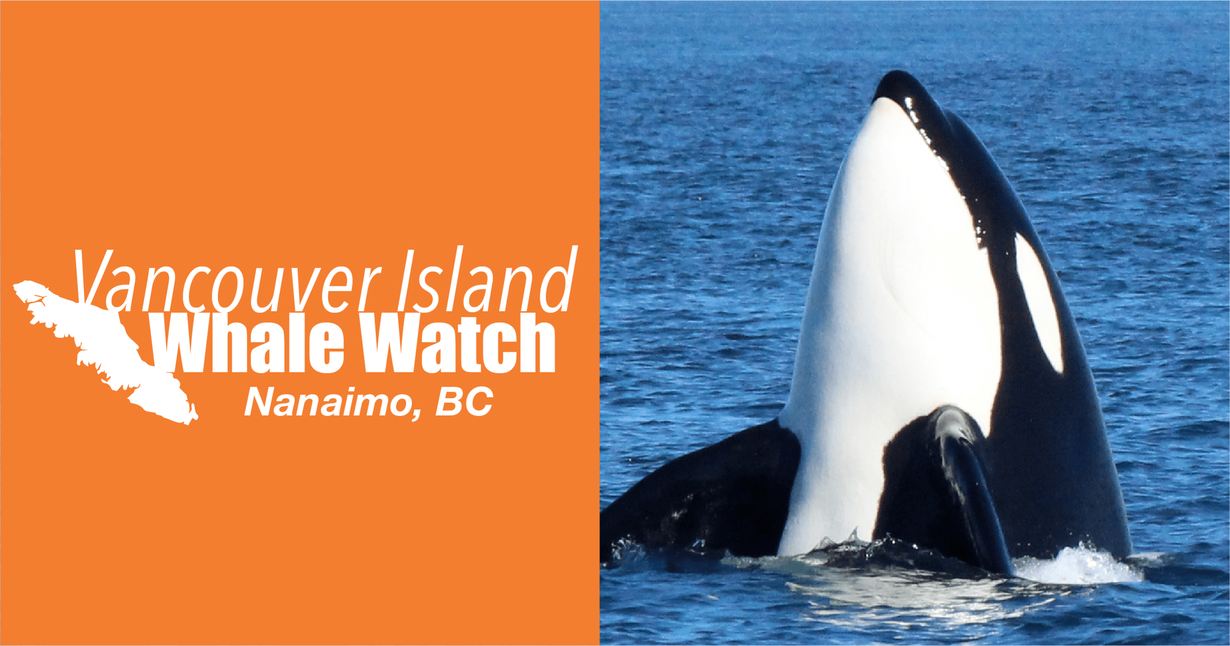 Choose a tour during the morning, afternoon or night. Recent Sightings Vancouver Island Whale Watching Nanaimo