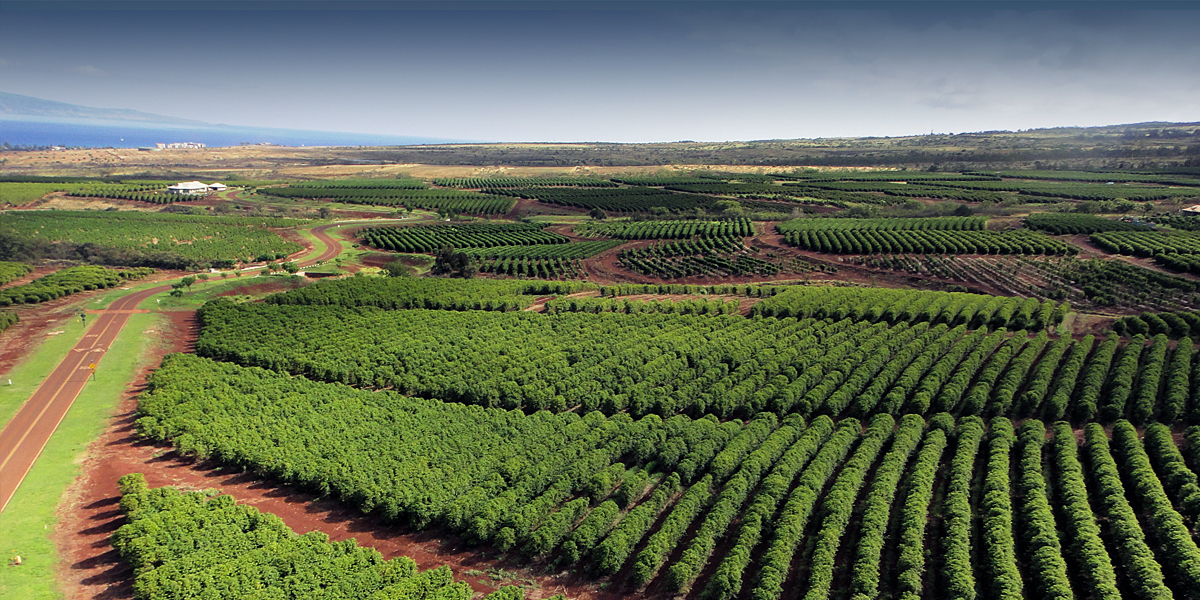 Coffee is a brewed drink prepared from roasted coffee beans, the seeds of berries from certain flowering plants in the coffea genus. Ka Anapali Coffee Farms Real Estate Lots In Maui Hawaii