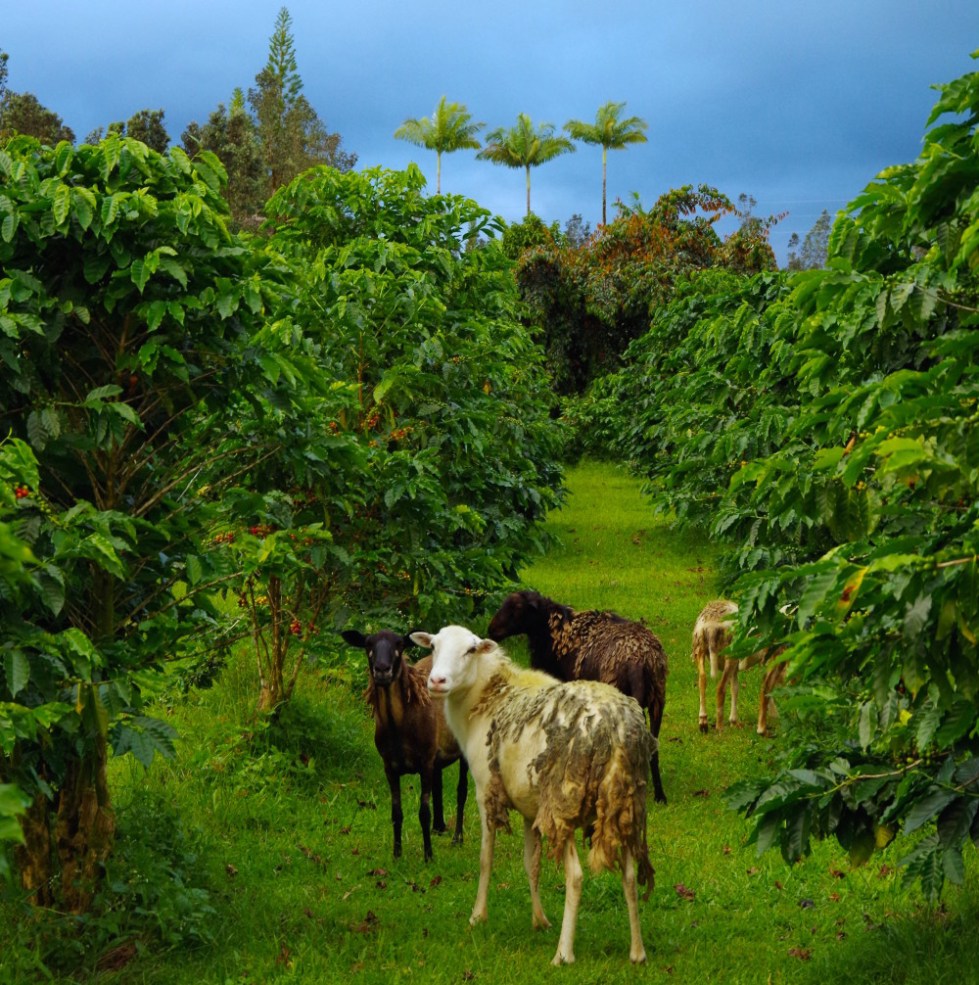 Certified 100% organic kona coffee direct from our coffee farm in kona, hawaii to you. Big Island Small Operation Big Island Coffee Roasters Their Rich Story Mana Foods