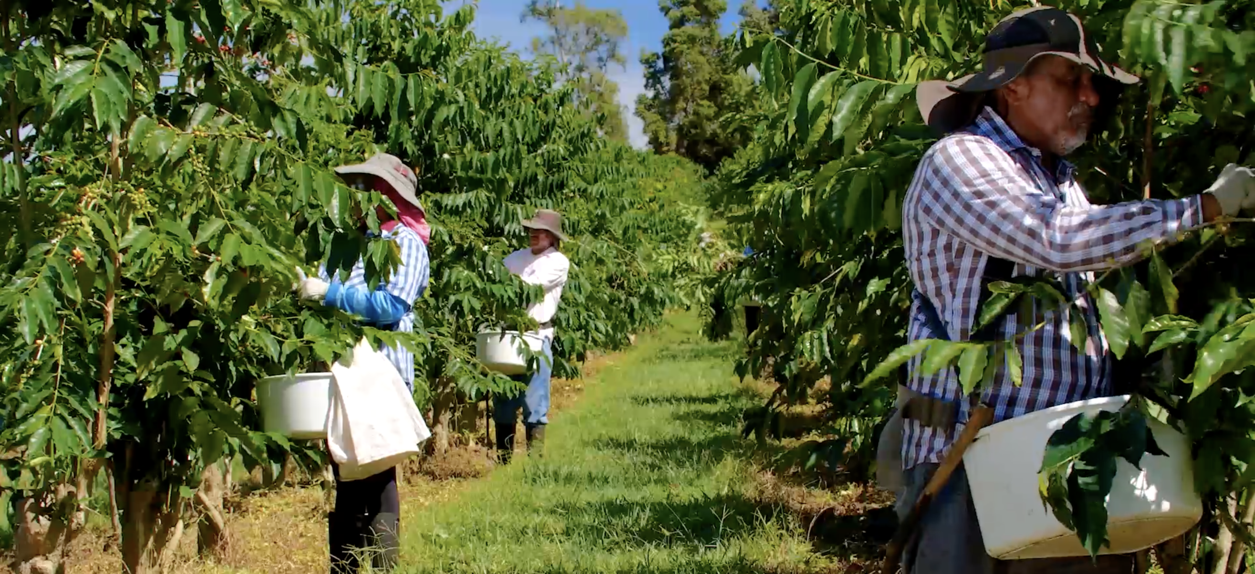 100% kona coffee farm tour at hala tree coffee. Sustainably Farmed Kona Coffee And Tea Company