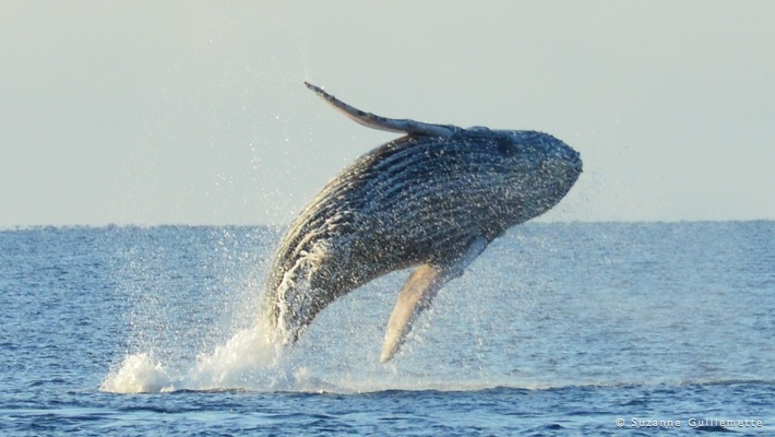 Hydrophone on board so you can hear the whale songs! Whale Watching Tour Best Dolphin Snorkel Tours Hawaii Best Manta Ray Night Snorkel Tour