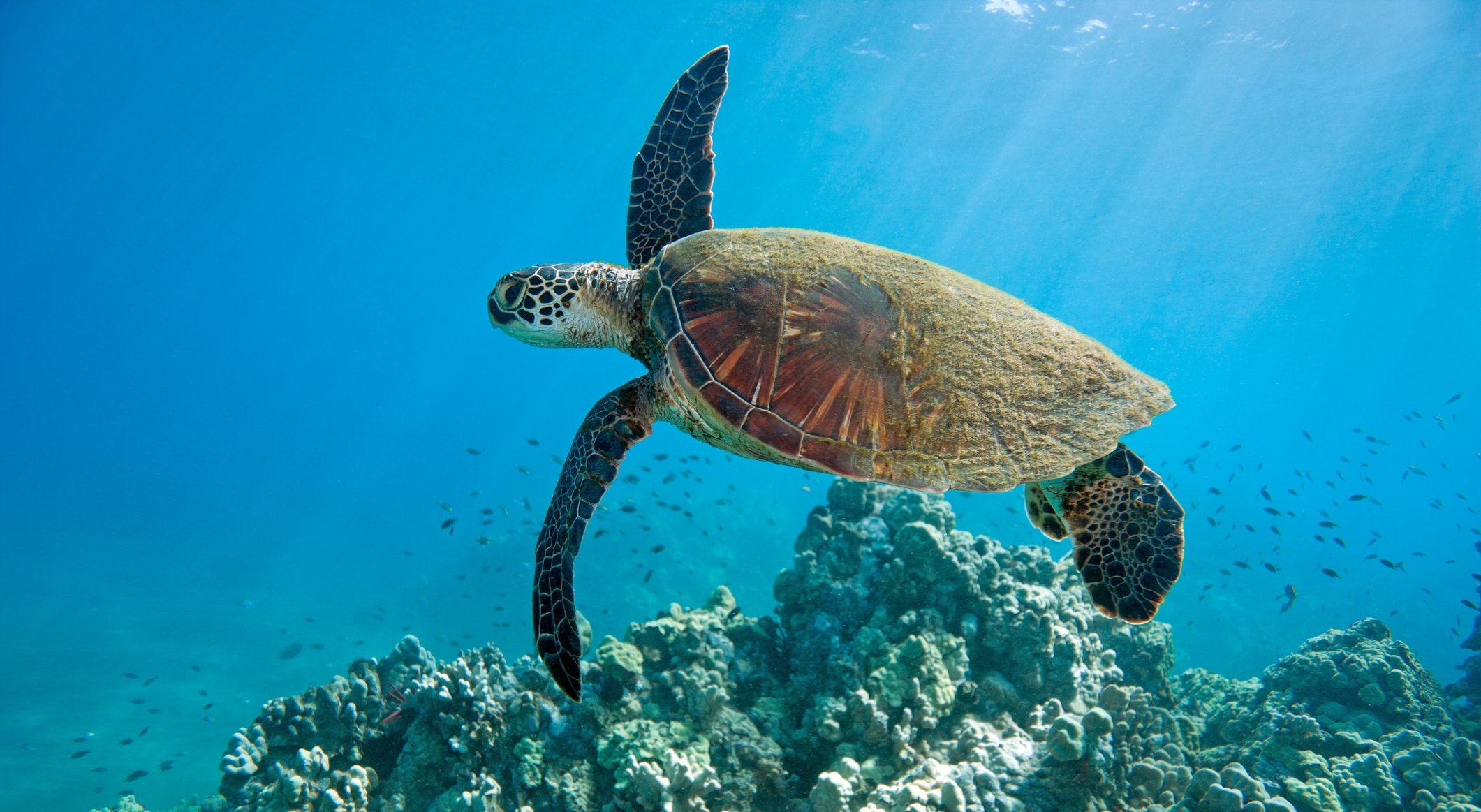 We rounded up some of the most popular destinations and the details you need to know before you go. Big Island Vacation Services