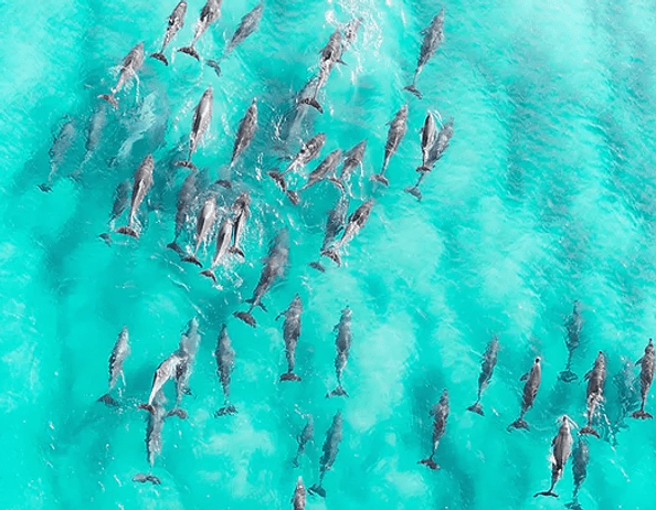 Snorkel with wild dolphins, reef snorkeling, whale watching & snorkel with manta rays. The Best Kona Snorkel Tours Kona Boat Tours