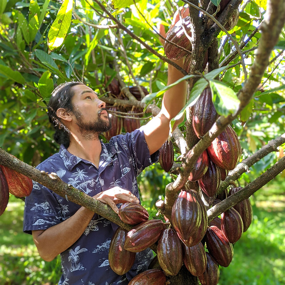 (honokaʻa) · mauna kea cacao · hilo sharks cacao farm · lavaloha / mahilani estates cacao farm tour · hawaiian crown farm + . Lavaloha