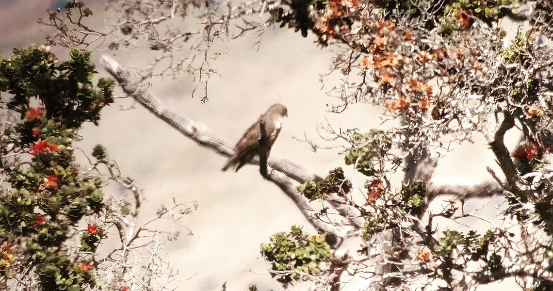 Nature lovers and birdwatchers delight in exploring two exceptional habitats revealing the evolutionary epic of hawaiian biology . Home Hawaii Bird Guide