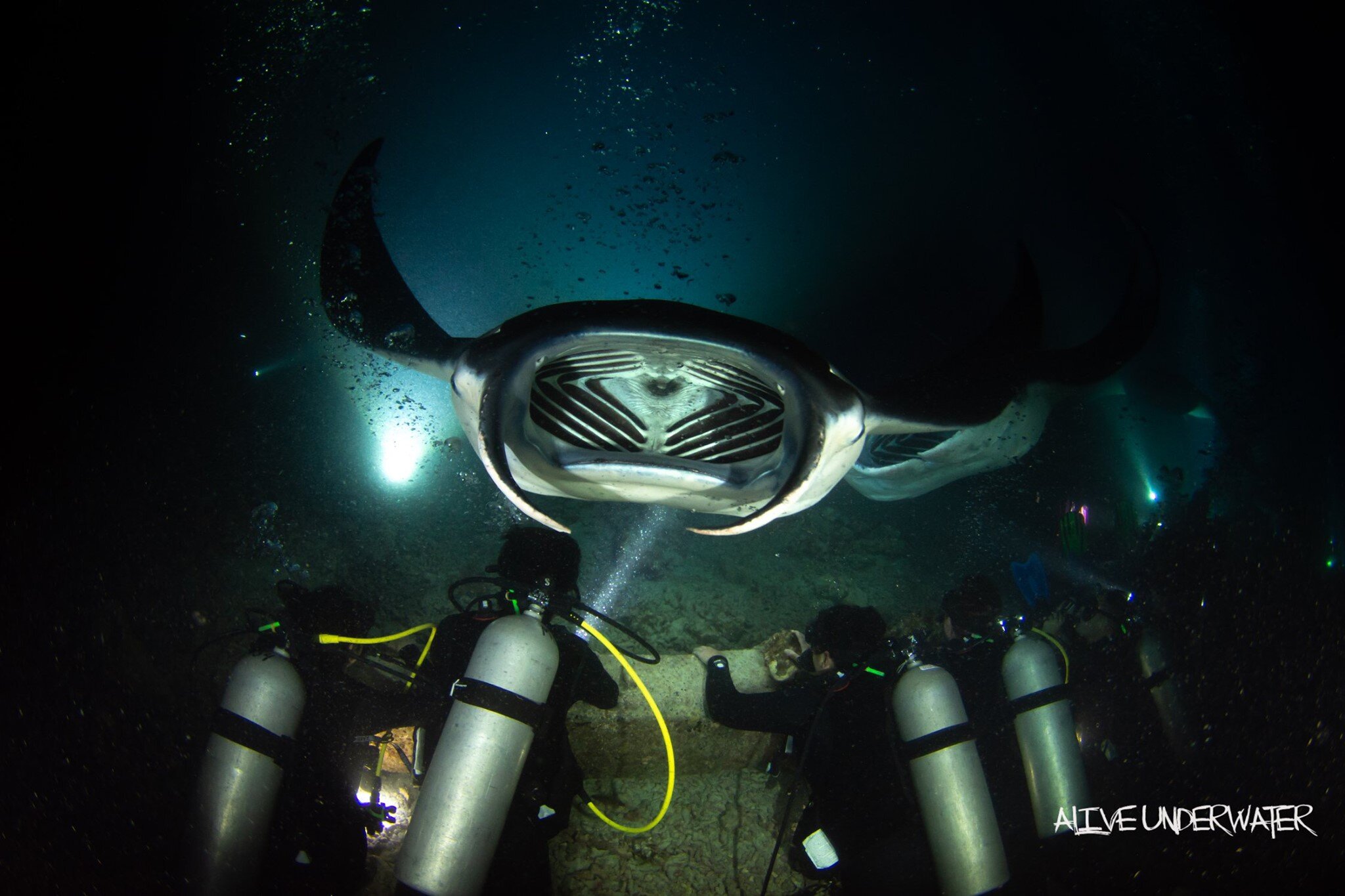 Nearly an hour of down time with dozens of large mantas putting on an incredible show. Manta Ray Night Snorkel Manta Ray Dives Of Hawaii