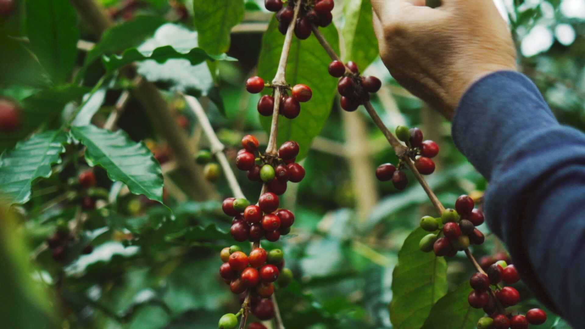 The only thing that is better than drinking hawaiian kona coffee is experiencing a kona coffee farm or roasting tour. 100 Kona Coffee Tour Kona Coffee And Tea Company